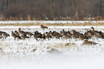 北からの真冬の渡り鳥　秋田県男鹿半島の雪原の上でたたずむシジュウカラガンの群れ