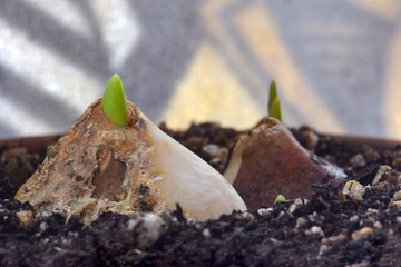 Tulip Bulb Sprouts 01