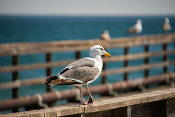 Seagull  on a Pier