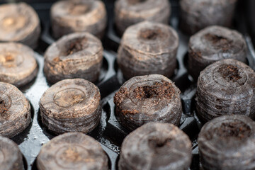 Close up of peat pellets for indoor garden watered and ready for seeds to geminate into plants  to transplant outdoors