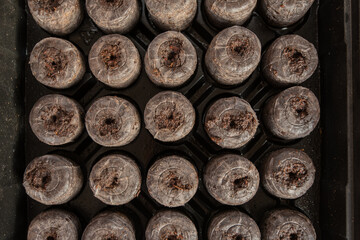 Peat pellets for indoor garden watered and ready for seeds to geminate into plants  to transplant...