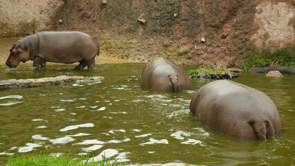 Una familia de hipopotamos se refresca en un estanque en un zoológico.