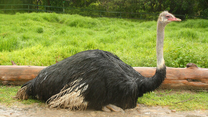 El avestruz es el ave no voladora más grande del mundo, sus enormes ojos son de los grandes entre...