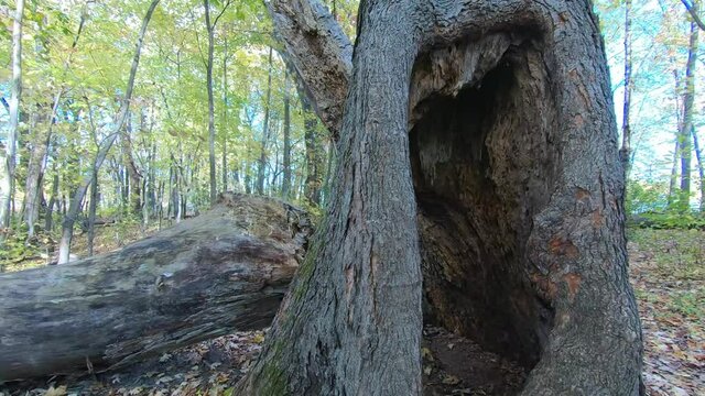 View of the inside of a dead tree trunk, with some small insects, and its surroundings, in autumn