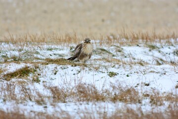 冬の雪原のハンター、草原で獲物を探すノスリ