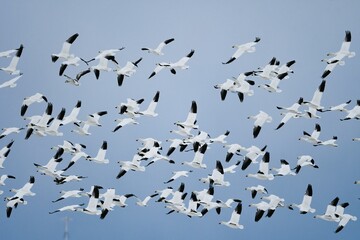 北国からの真冬の渡り鳥、白い雪の妖精ハクガンの飛翔