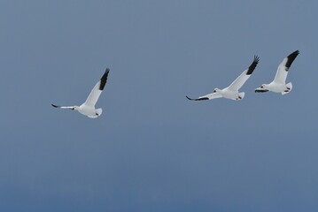 Fototapeta na wymiar 北国からの真冬の渡り鳥、白い雪の妖精ハクガンの飛翔