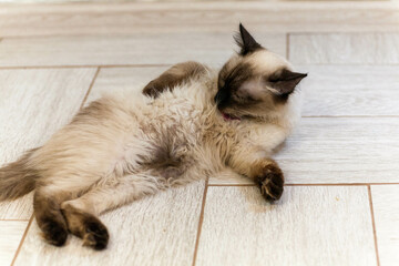portrait of a grey cat with stripes laying on a ground, close-up, selective focus. High quality photo