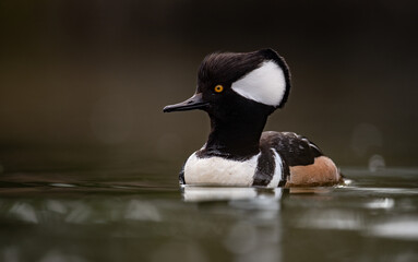 Fototapeta premium Hooded Merganser in British Columbia, Canada