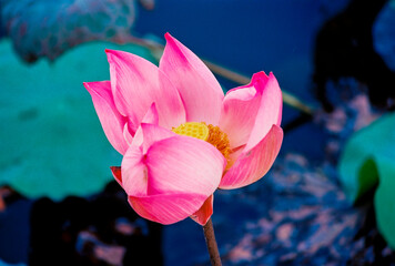 Obraz premium Nature photo film: Lotus blooming season. Time: Sunday, December 26, 2021 . Location: Tam Da lotus lagoon, Ho Chi Minh City. 