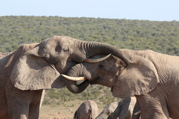 Fototapeta premium African elephant, Addo Elephant National Park