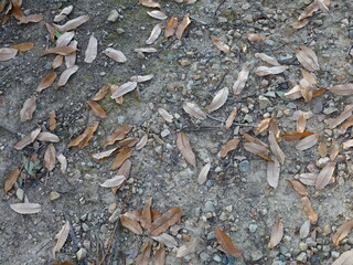 Gravel ground and fallen leaves