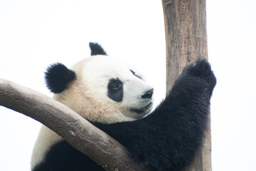 giant panda resting high up in a tree