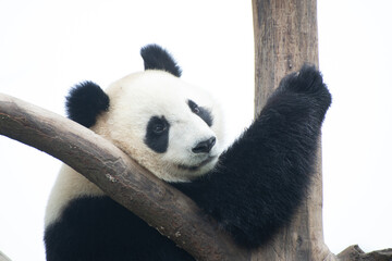 giant panda resting high up in a tree