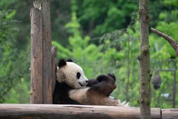 giant panda cub playing with its foot on top of a wood platform
