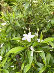 inda flower in nature garden