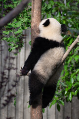 Fototapeta premium Giant Panda Cub up in a tree
