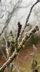 branches in spring