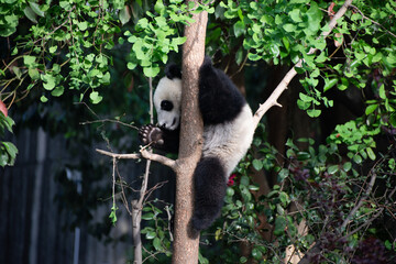 Obraz premium Giant Panda Cub up in a tree