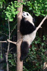 Obraz premium Giant Panda Cub up in a tree