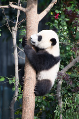 Obraz premium Giant Panda Cub up in a tree