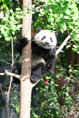 Giant Panda Cub up in a tree