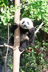 Giant Panda Cub up in a tree