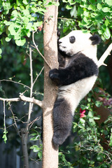Giant Panda Cub up in a tree