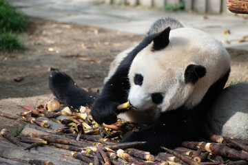 Fototapeta premium giant panda eating a pile of bamboo shoots