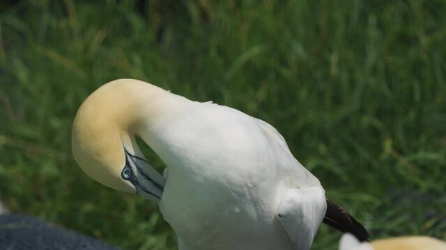 Gannet or Atlantic alcatraz scratching and deworming the body with the beak. Seabirds comprising the genus Morus, in the family Sulidae, closely related to boobies.