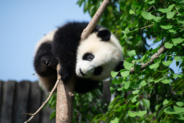 Obraz premium Giant Panda Cub climbing a tree