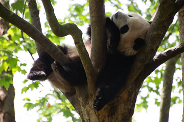 giant panda sleeping in a leafy tree