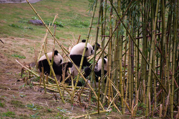 three giant panda cubs feeding on bamboo while laying in a bamboo thicket