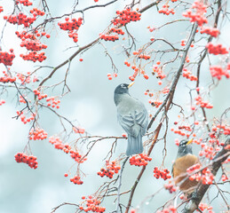 Cedar Waxwing with Red Berries