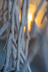 Zweige einer Birke mit Schnee und Raureif mit der Morgensonne im Hintergrund