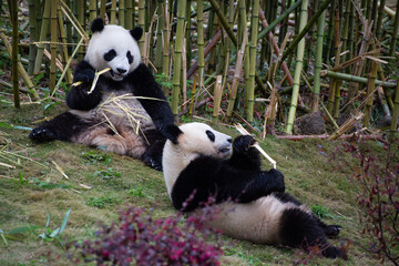 two giant panda cubs eating bamboo while laying in the grass