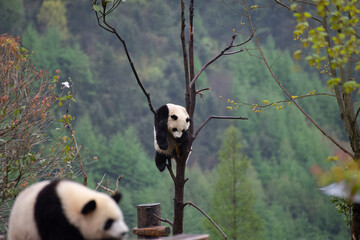 giant panda cub sleeping in a tree