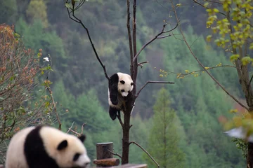 Schilderijen op glas giant panda cub sleeping in a tree © Wandering Bear