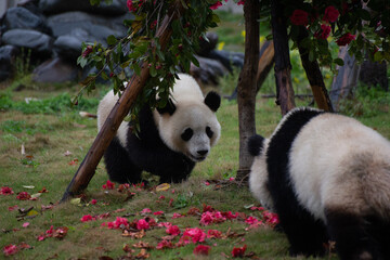 two giant panda cubs on the grass under some trees