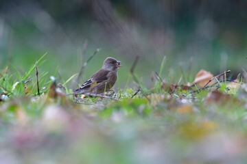 身近な公園で見られる小さくてかわいらしい小鳥カワラヒワ