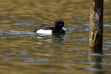 北国から冬に渡って来る野鳥キンクロハジロ