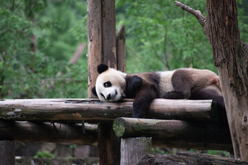 giant panda laying on a log platform © Wandering Bear