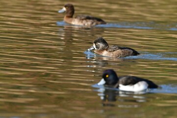 北国からの渡り鳥、冬にアメリカからやって来るクビワキンクロ