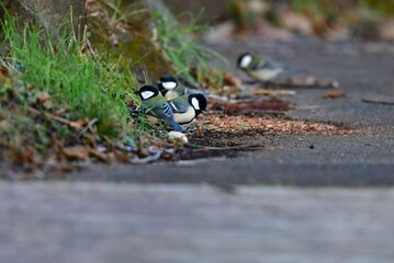大阪城など身近な公園で見られる小さくかわいい小鳥シジュウカラ