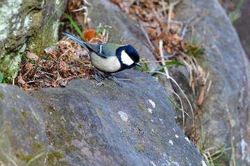 身近な公園で見られる小さくかわいい野鳥シジュウカラ