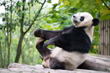 Giant panda with three legs grabbing one foot