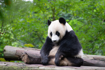 Fototapety  three legged giant panda sitting looking sad
