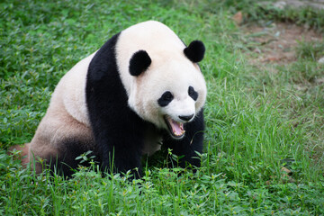 giant panda sitting in the grass yawning