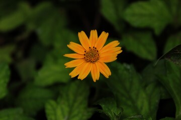 A single flower make smiles.