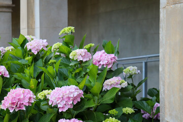 flowering hydrangeas against wall